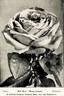 Dupuy Jamain rose photo