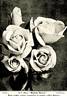 Madame Ravary rose photo