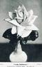 Lady Ashtown rose photo