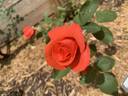 Futura rose photo