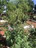 Xochimilco rose photo
