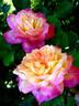 Laurent Voulzy rose photo