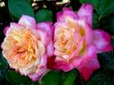 Laurent Voulzy rose photo