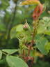 12 Erinnerung an Brod OP rose photo