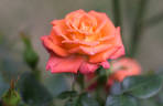 Tropical Twist rose photo