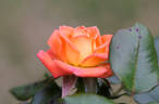 Tropical Twist rose photo