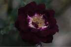 Diamond Eyes rose photo
