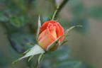 Tropical Twist rose photo