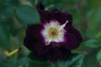 Diamond Eyes rose photo