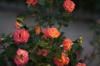 Tropical Twist rose photo