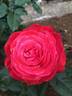 Milestone rose photo