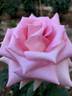 Tickled Pink rose photo