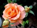 Flora Danica rose photo