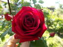 Ena Harkness, Cl. rose photo