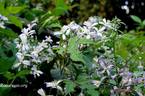 C. jouiana praecox clematis photo