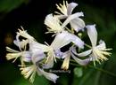 C. jouiana praecox clematis photo