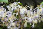 C. jouiana praecox clematis photo