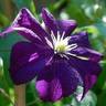C. viticella 'Aotearoa' clematis photo