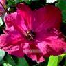 C. viticella 'Carmencita' clematis photo