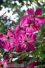 C. viticella 'Carmencita' clematis photo