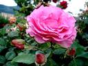 Alterarosa rose photo