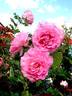 Alterarosa rose photo