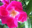 Britannia rose photo