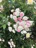 Pink Skyliner rose photo