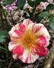 Citrus Splash ™ rose photo