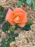 Golden Slippers rose photo