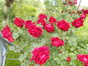 Ena Harkness, Cl. rose photo
