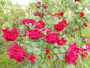 Ena Harkness, Cl. rose photo