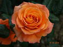 Flora Danica rose photo
