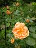 Bridge of Sighs rose photo