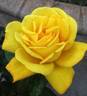 Radiant Perfume ™ rose photo