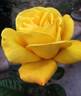 Radiant Perfume ™ rose photo