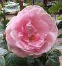 Sarah Van Fleet rose photo