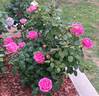 Auguste Renoir ® rose photo