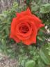 Kanegem rose photo