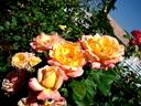 Philippe Noiret ® rose photo