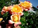 Philippe Noiret ® rose photo