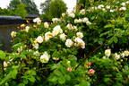 Danaë rose photo