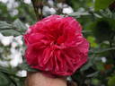 12 Westerland OP 09 rose photo