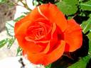 Venise rose photo