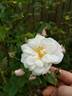 Xochimilco rose photo