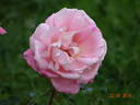 Audrey Wilcox rose photo