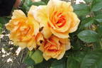 Xian Zhang rose photo