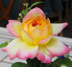 Party Time rose photo