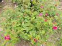 Catinat rose photo