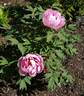 Akashigata peony photo